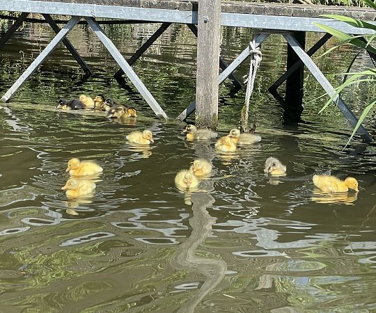 /files/Boerderij dieren/eendjes.jpg